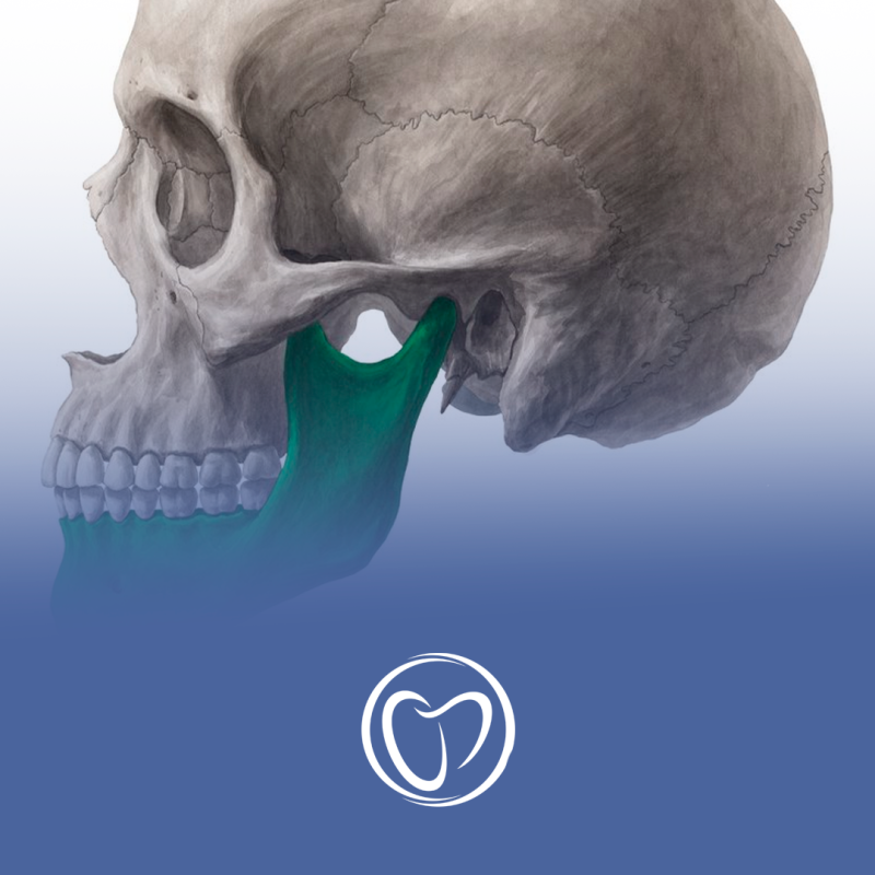 mandibula